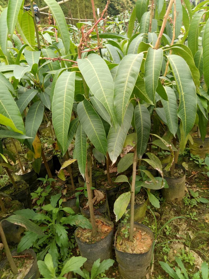红象牙芒果苗带叶包成活当年结果