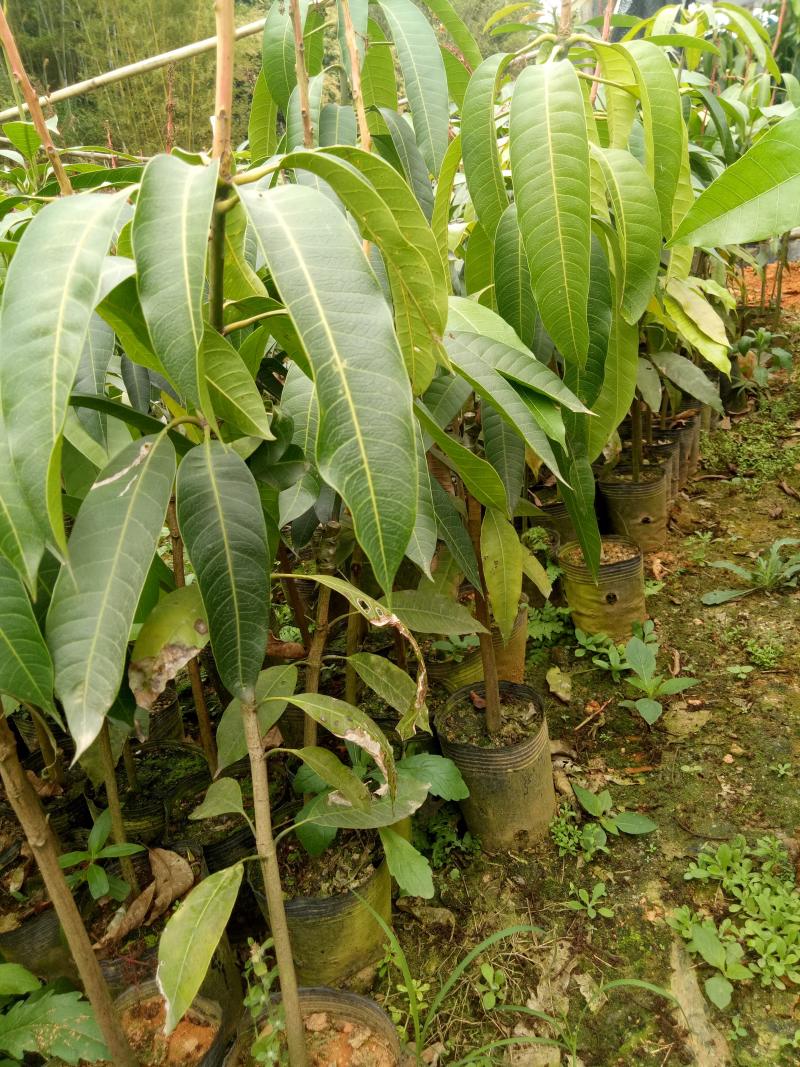 红象牙芒果苗带叶包成活当年结果