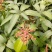 红象牙芒果苗带叶包成活当年结果