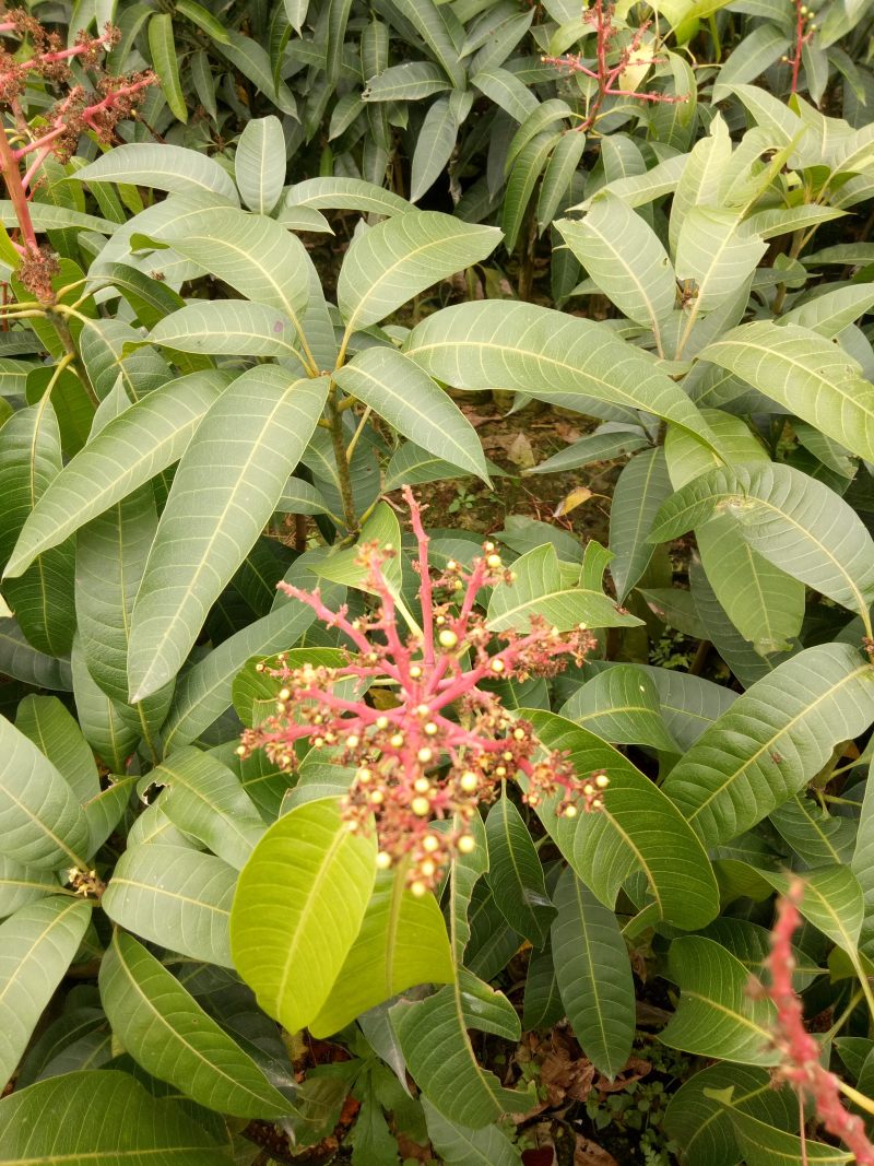 红象牙芒果苗带叶包成活当年结果