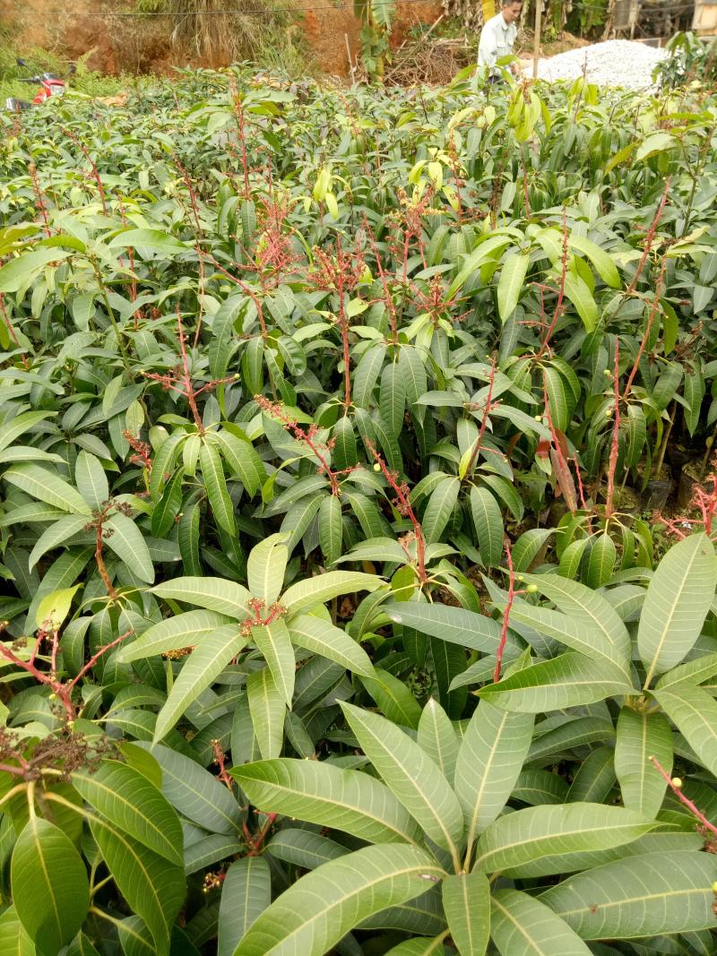 红象牙芒果苗带叶包成活当年结果