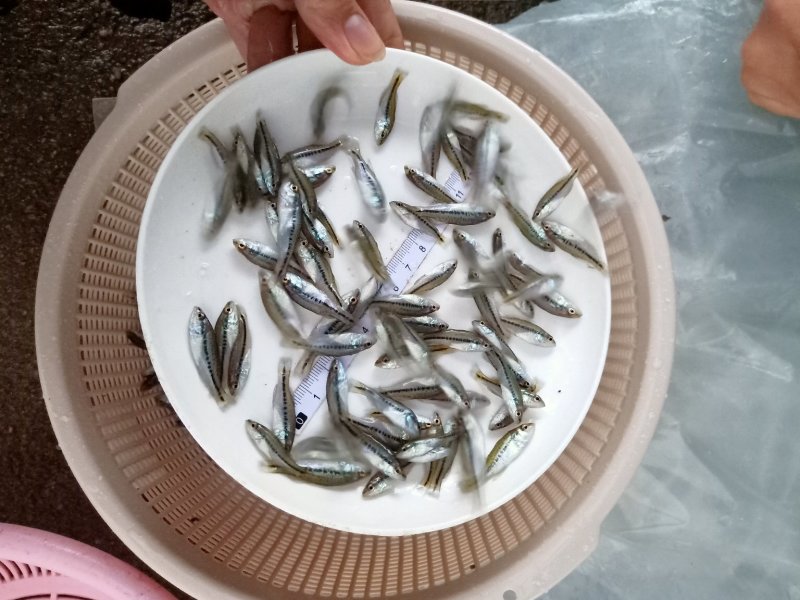 水产种苗金草鱼苗批发草鱼苗批发