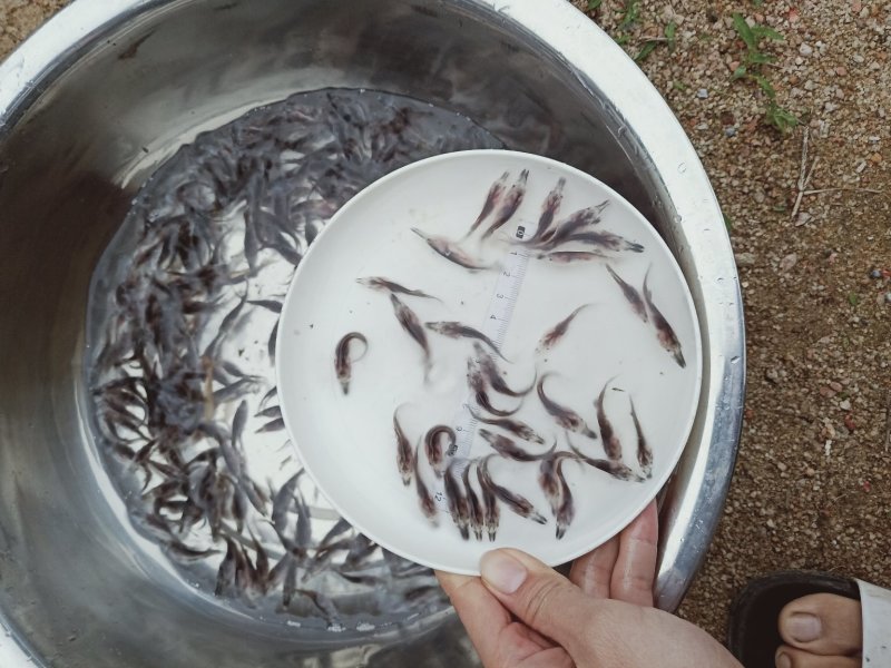水产种苗金草鱼苗批发草鱼苗批发