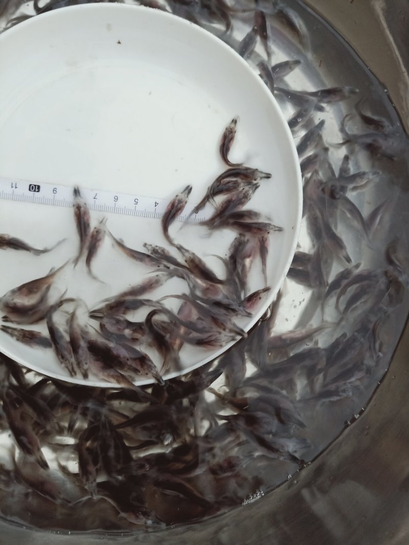 水产种苗武昌鱼苗三角边鱼苗三角鲂鱼苗批发欢迎咨询