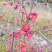 红花海棠，铁梗海棠大量直销(丛生红花海棠)