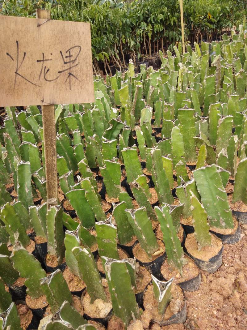 红心火龙果苗果大肉甜量大从优