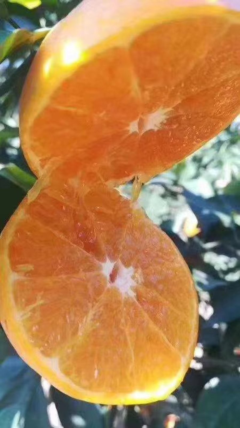 橘子树苗沃柑苗091无核沃柑树苗新品种包邮基地直销批发价