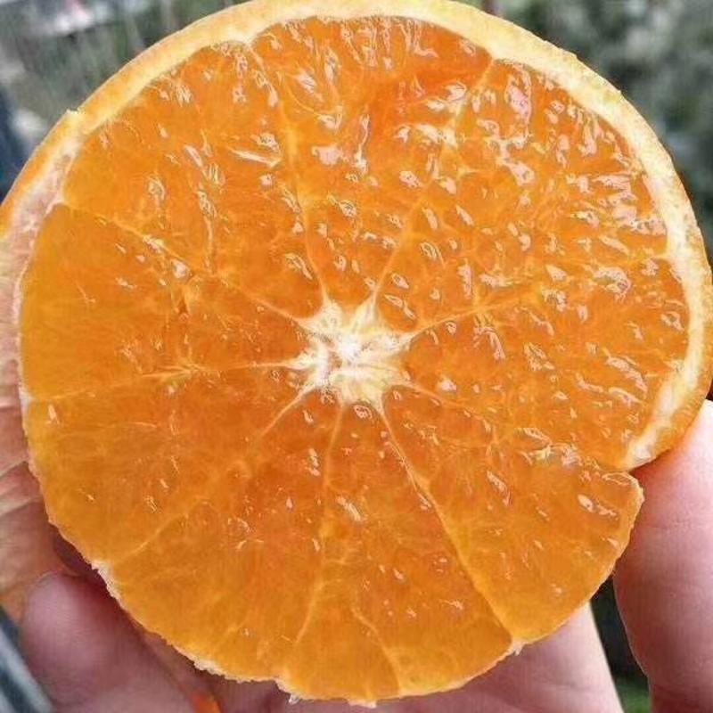 橘子树苗沃柑苗091无核沃柑树苗新品种包邮基地直销批发价