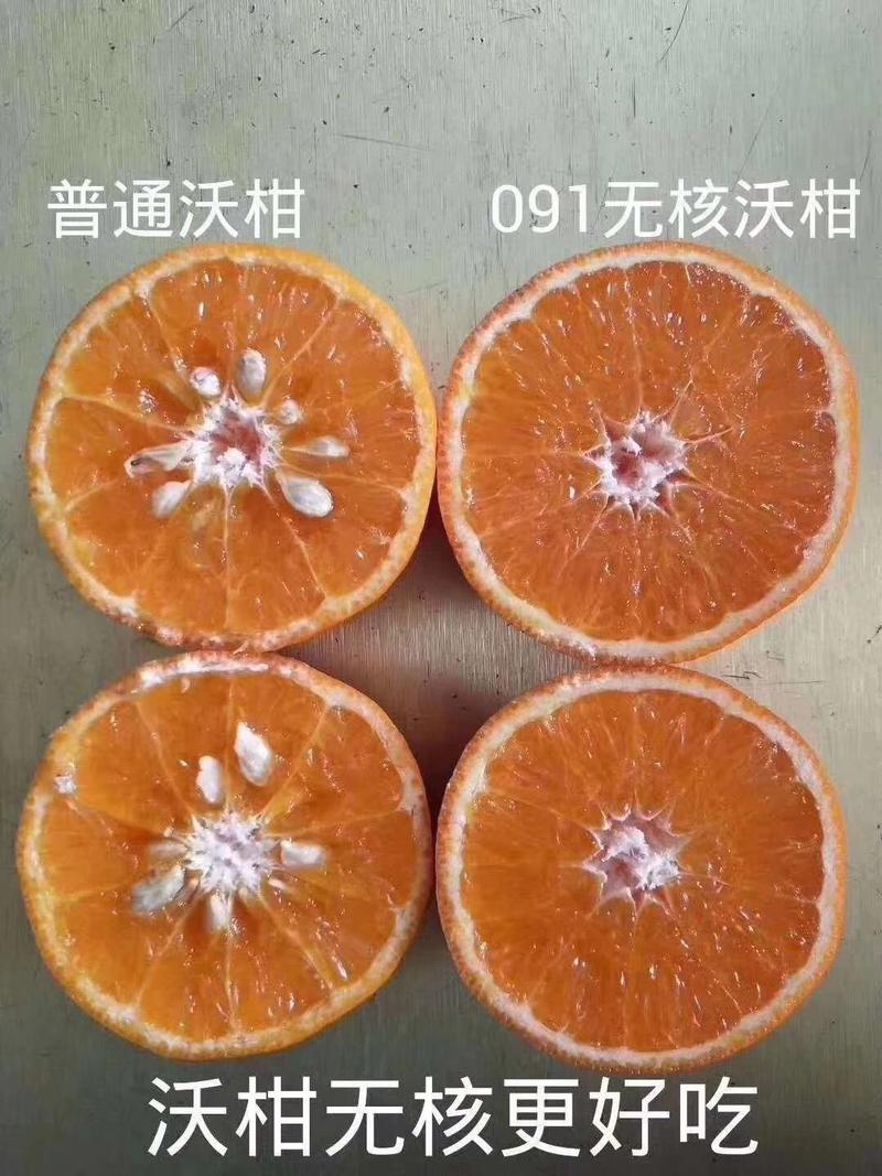 橘子树苗沃柑苗091无核沃柑树苗新品种包邮基地直销批发价