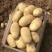【精品】土豆丽薯六号土豆3两以上量大价优纸箱包装