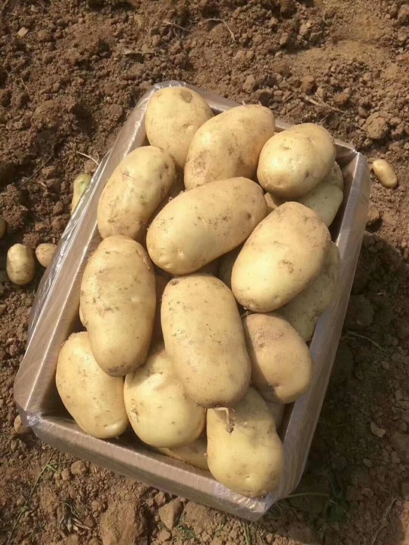 【精品】土豆丽薯六号土豆3两以上量大价优纸箱包装