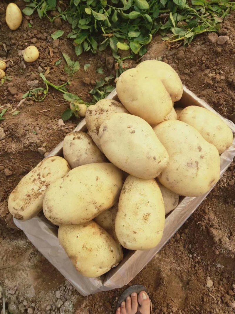 【精品】土豆丽薯六号土豆3两以上量大价优纸箱包装