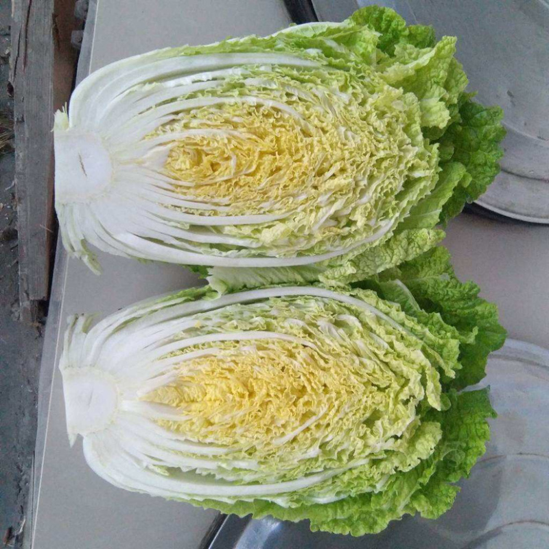 黄心白菜还有5-6天大批量上市，需要的老板赶快了！