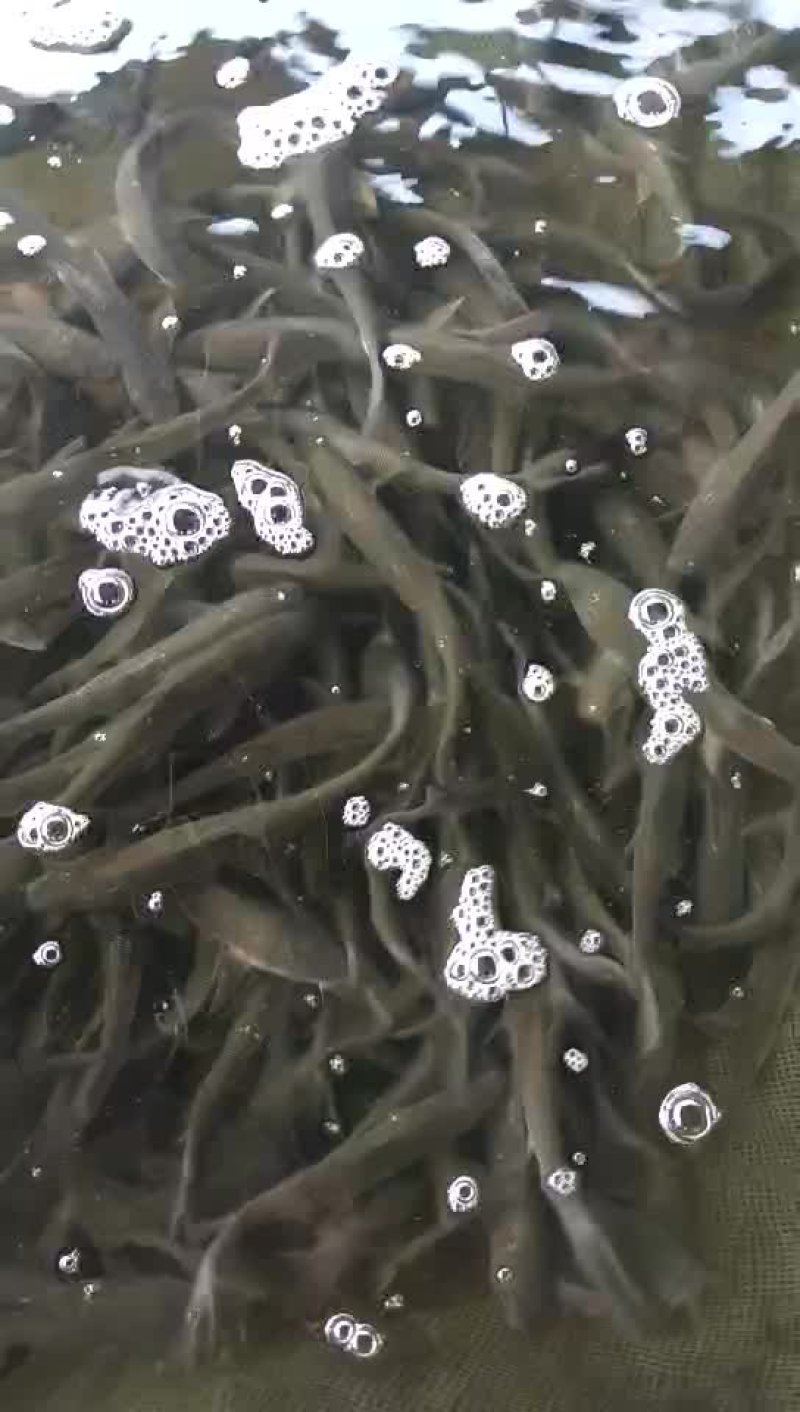 花鲢鱼苗，急出售各种淡水鱼苗有需要的请联系，