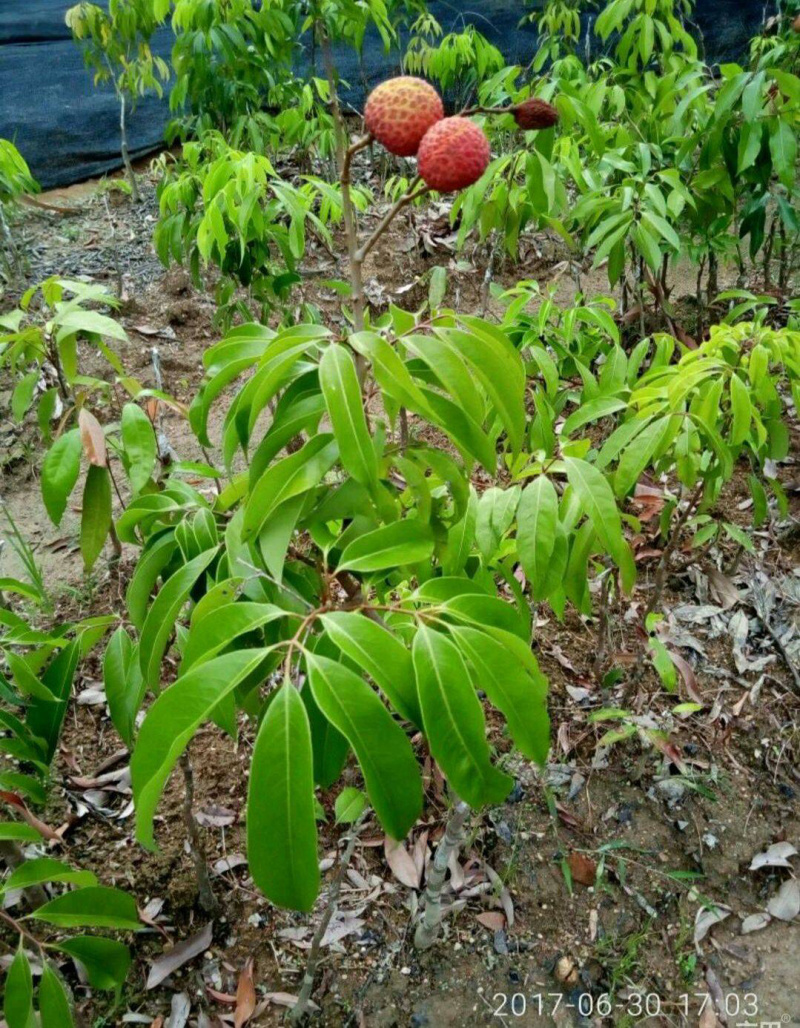 无核荔枝苗正品嫁接苗个头有鸡蛋大