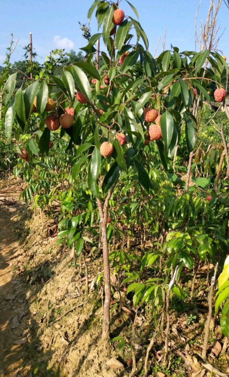 无核荔枝苗正品嫁接苗个头有鸡蛋大