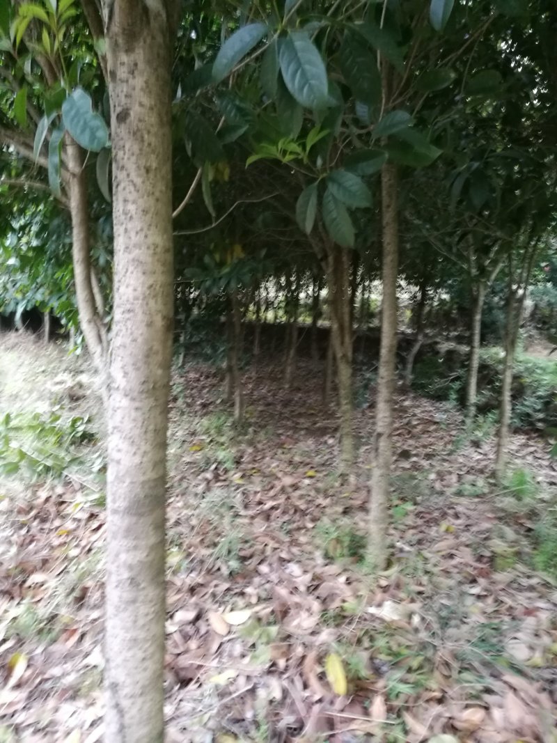 桂花树1.5~2米4-8cm2.5~3米