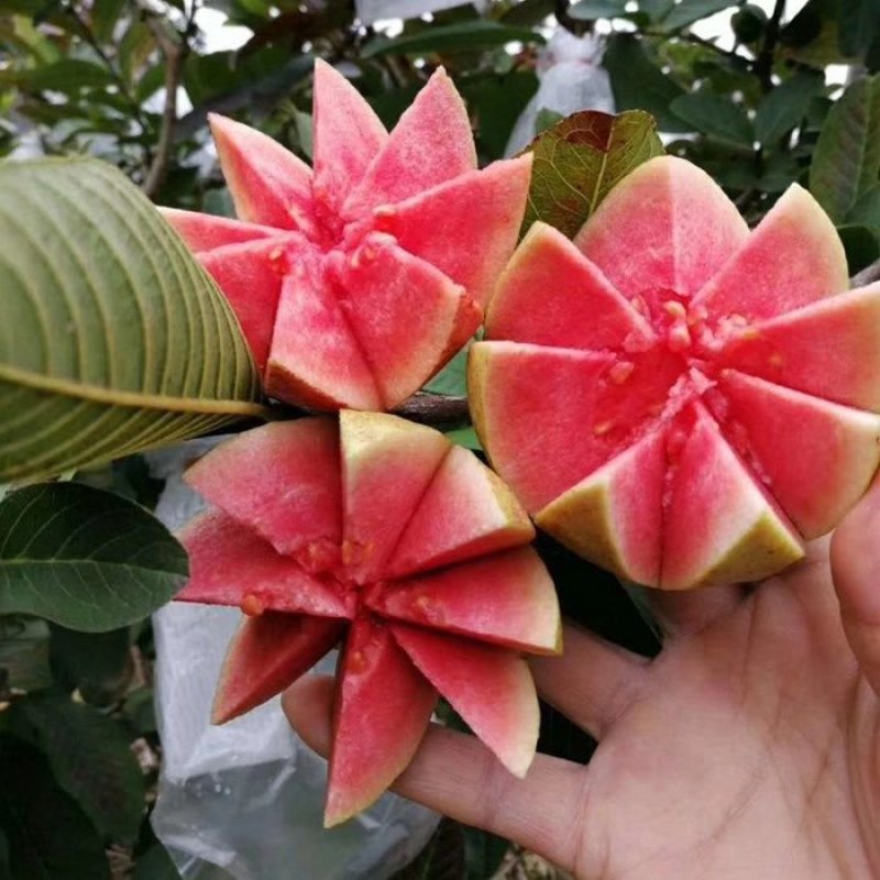 四季番石榴苗台湾芭乐红肉苗白肉苗当年结果嫁接番石榴树苗