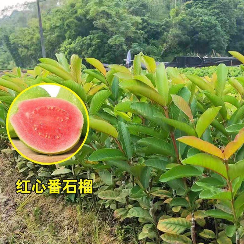 四季番石榴苗台湾芭乐红肉苗白肉苗当年结果嫁接番石榴树苗