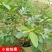 四季番石榴苗台湾芭乐红肉苗白肉苗当年结果嫁接番石榴树苗
