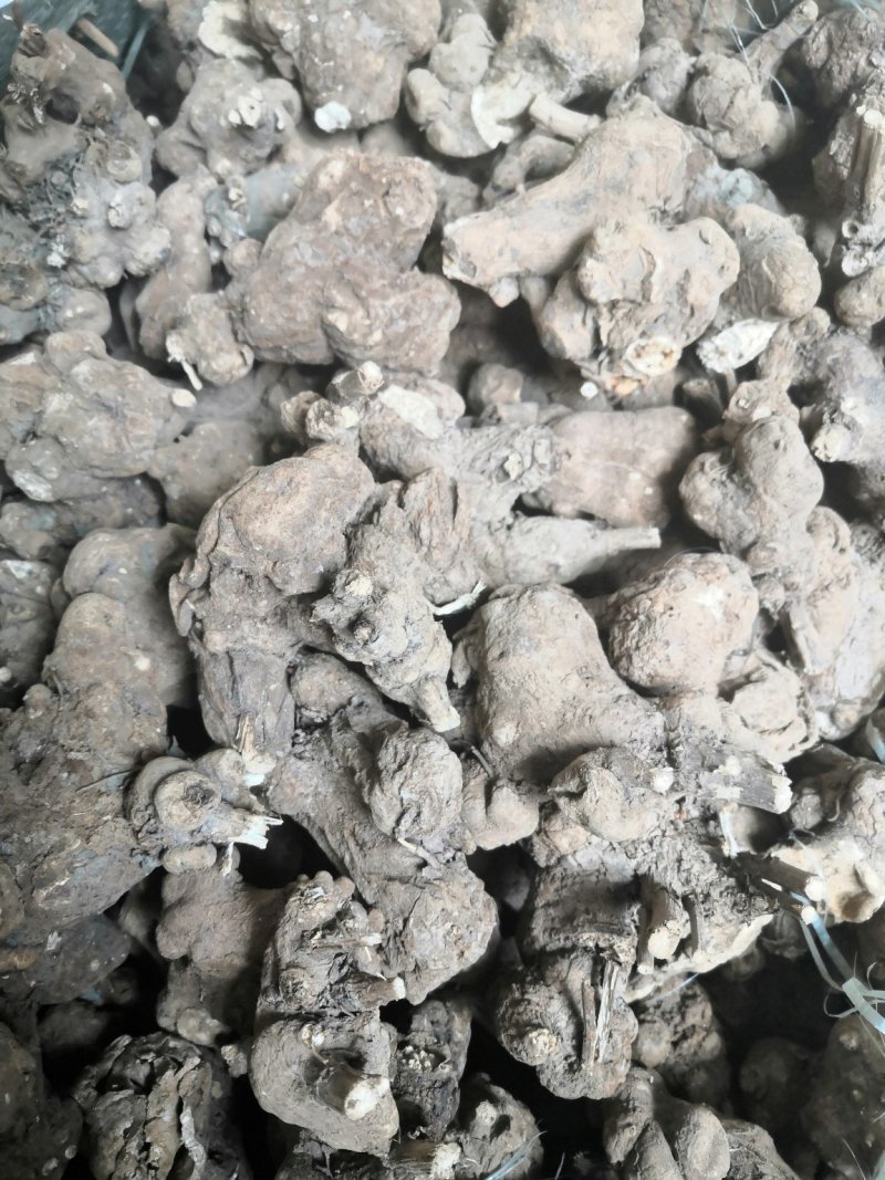 白术：白术芽干货.大白术个子统货特价白术小圆片量大包邮。