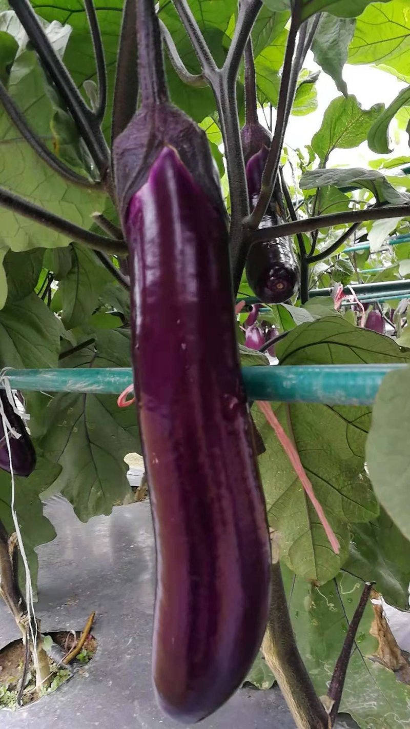 茄子中的黑马黑马中茄种子淡绿肉紫红长茄升级换代品种