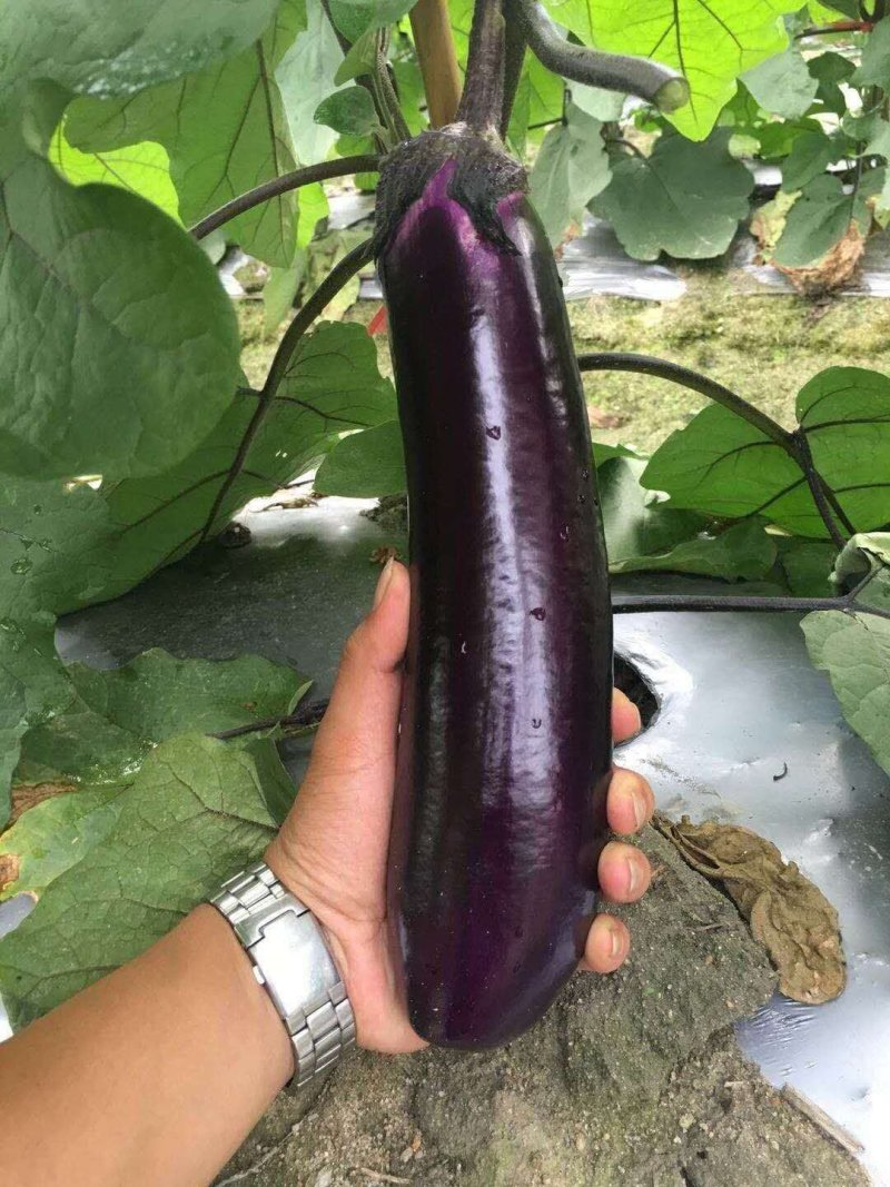 茄子中的黑马黑马中茄种子淡绿肉紫红长茄升级换代品种