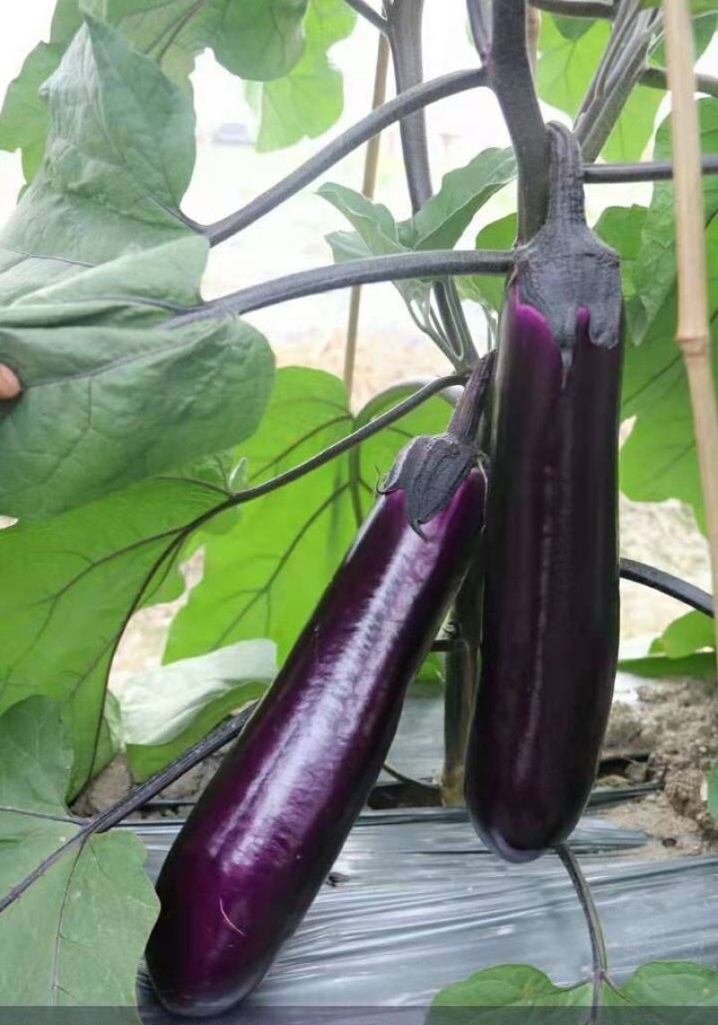 茄子中的黑马黑马中茄种子淡绿肉紫红长茄升级换代品种