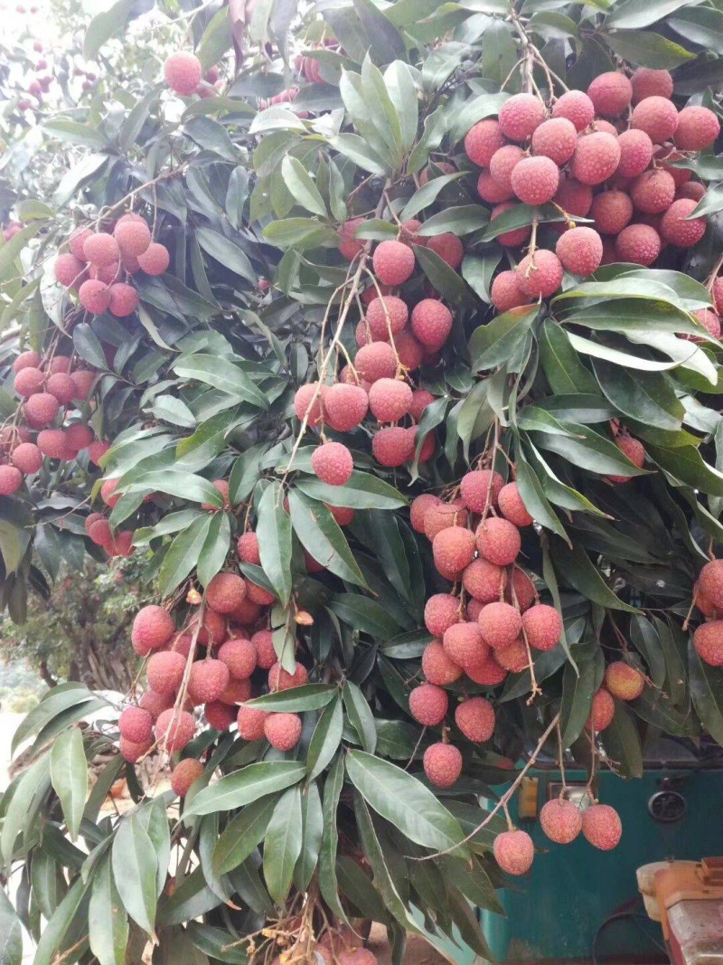 黑叶荔枝苗正品嫁接苗产量极高，适应性强