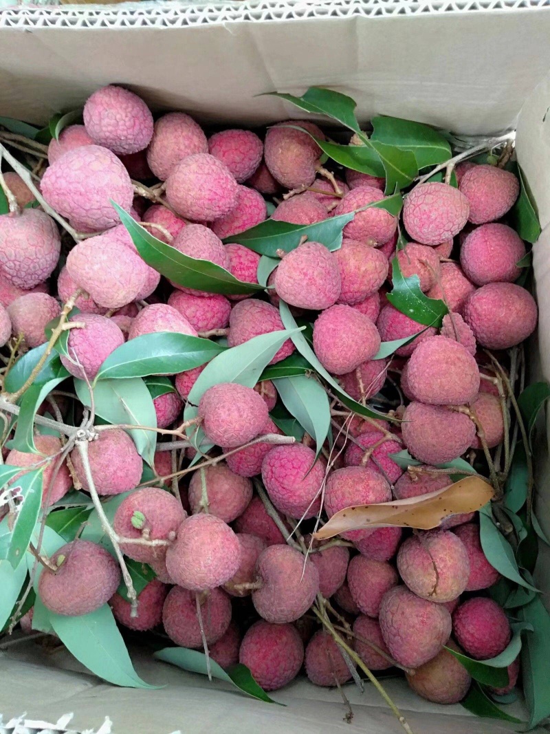 黑叶荔枝苗正品嫁接苗产量极高，适应性强