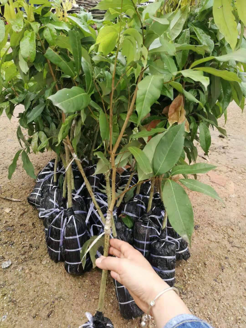 黑叶荔枝苗正品嫁接苗产量极高，适应性强