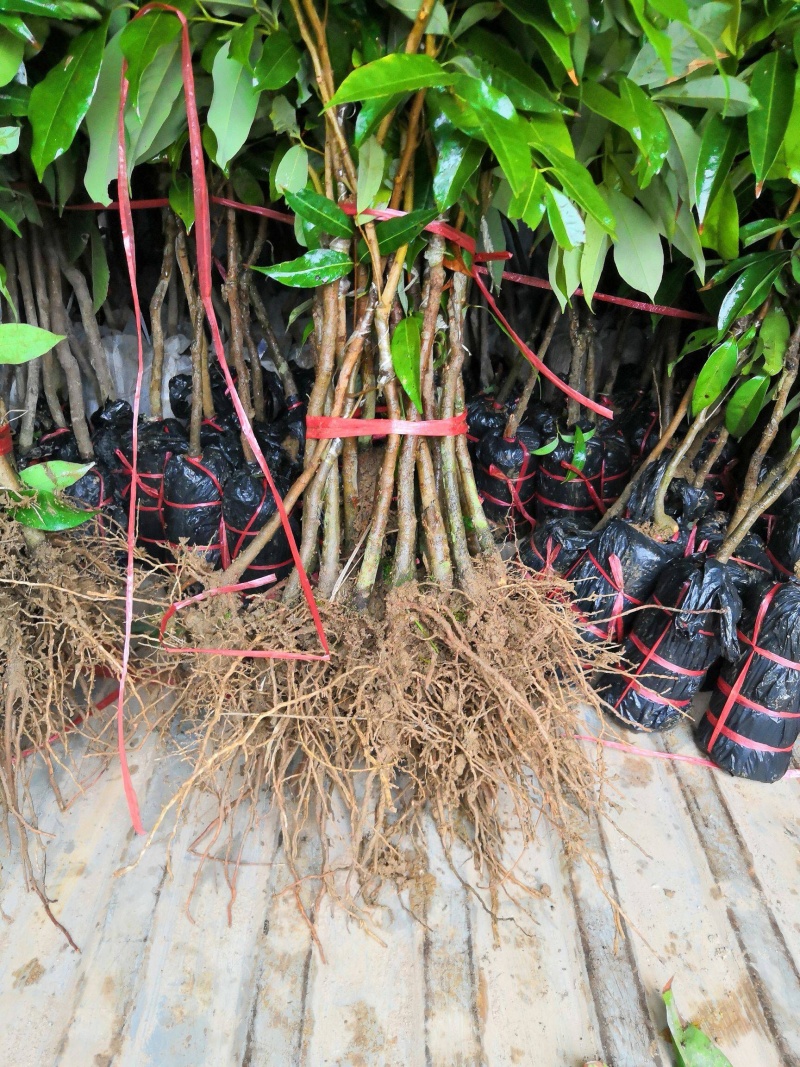 黑叶荔枝苗正品嫁接苗产量极高，适应性强