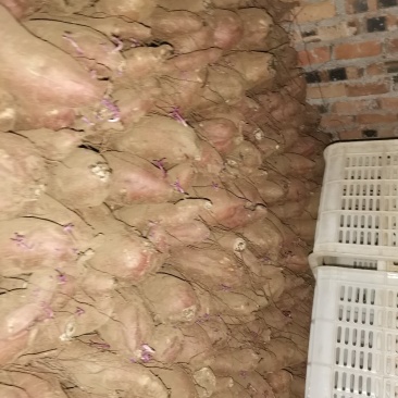 唐山市玉田县红薯种植户，大量出售冀薯26