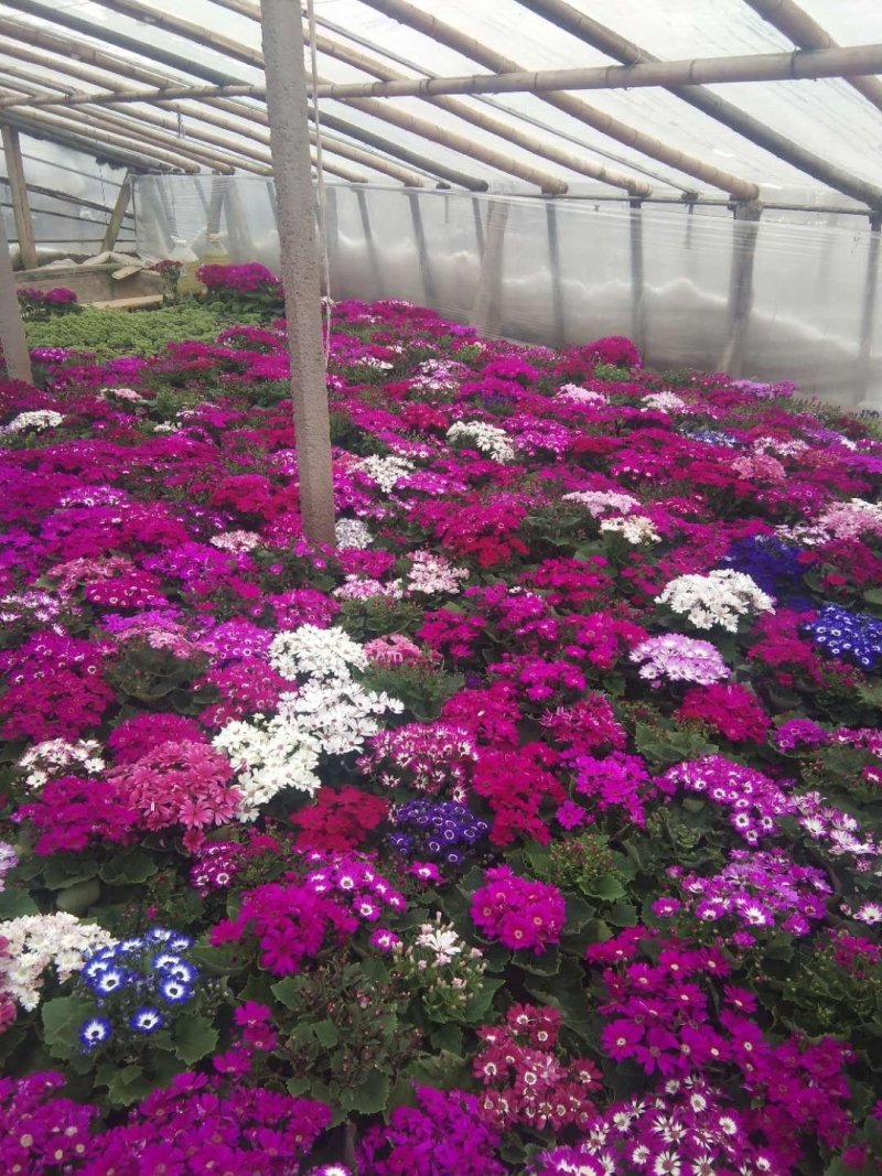 瓜叶菊盆栽基地直发