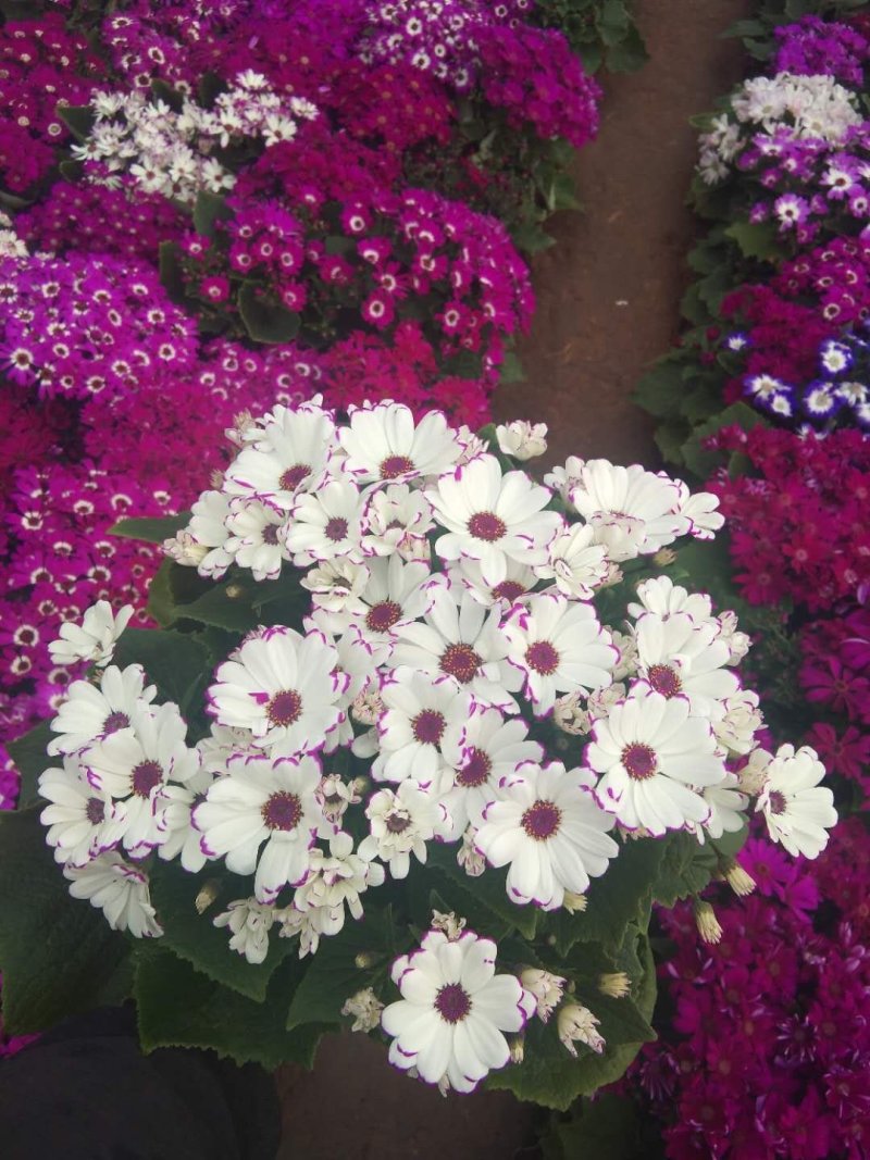 瓜叶菊盆栽基地直发