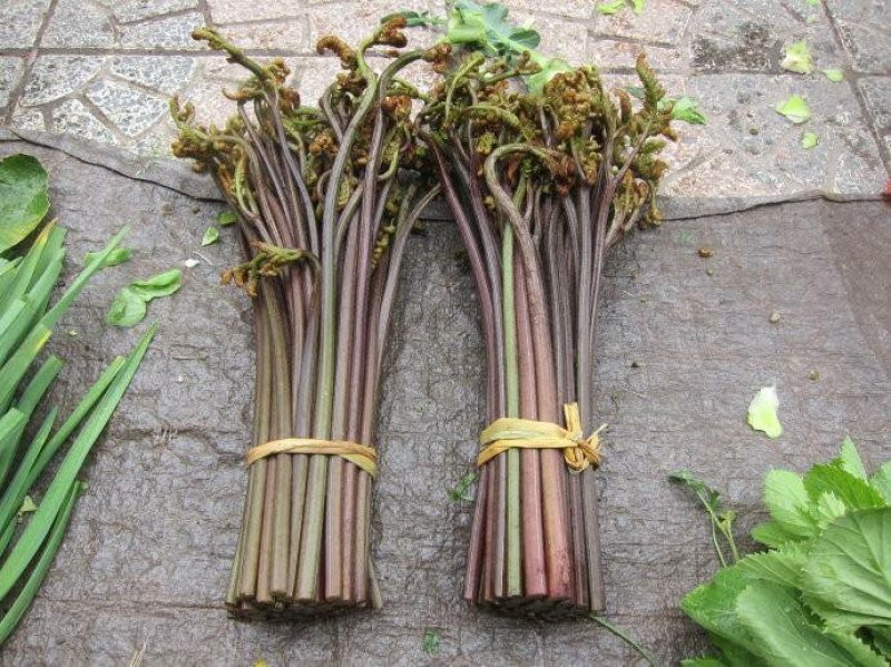 野生蕨菜