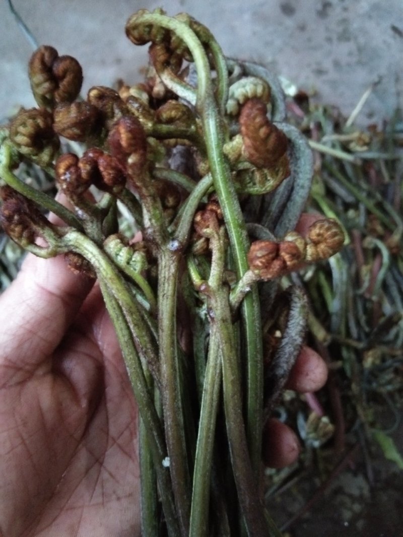 野生蕨菜