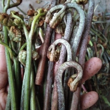 野生蕨菜