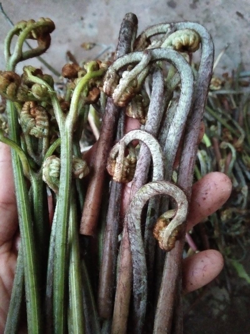 野生蕨菜