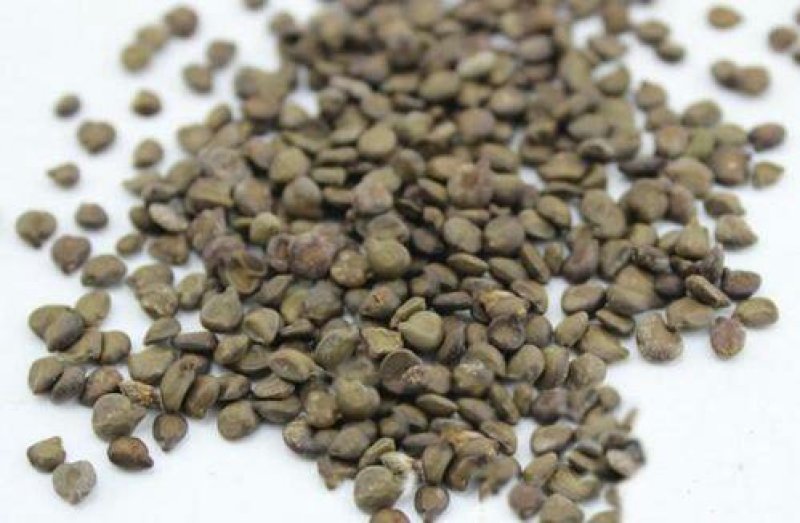 望江南，常年批发供应望江南，别名槐豆