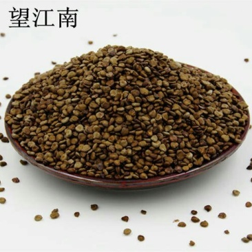 望江南，常年批发供应望江南，别名槐豆