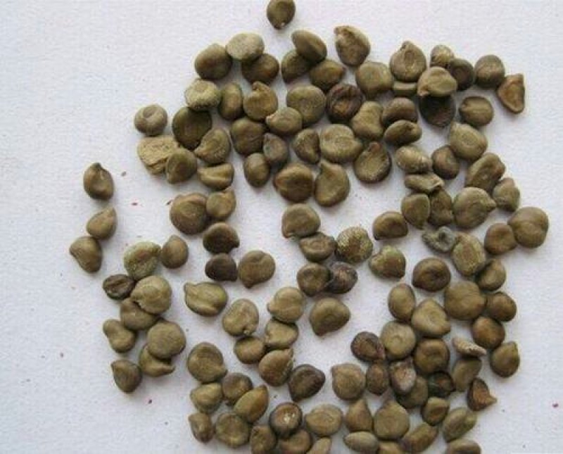 望江南，常年批发供应望江南，别名槐豆