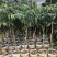 三月红荔枝苗广西早熟荔枝，提前上市，效益好
