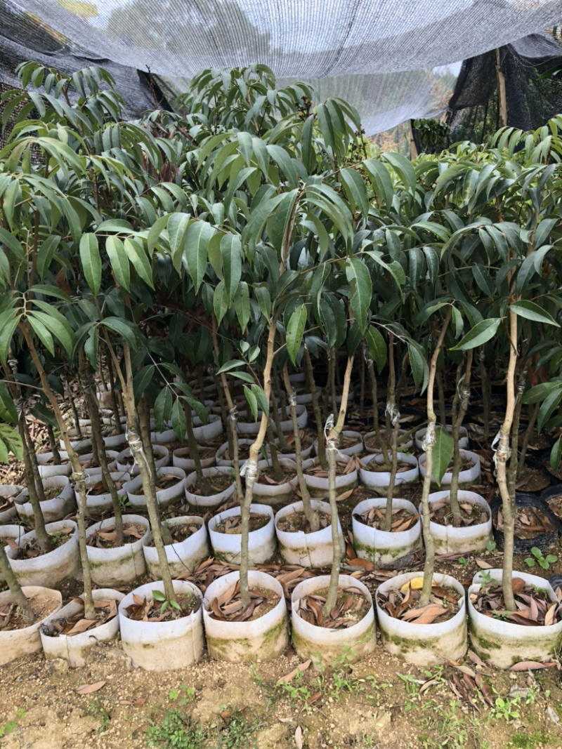 三月红荔枝苗广西早熟荔枝，提前上市，效益好