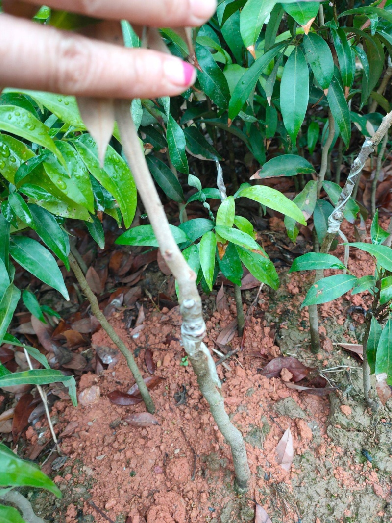 三月红荔枝苗广西早熟荔枝，提前上市，效益好