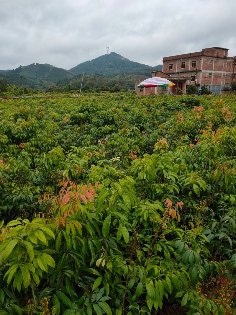 三月红荔枝苗广西早熟荔枝，提前上市，效益好