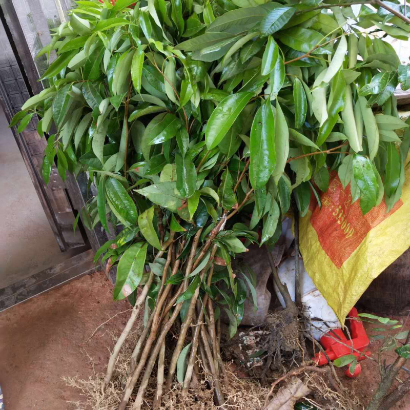 荔枝王苗个头大，肉厚，水分足，甜度高