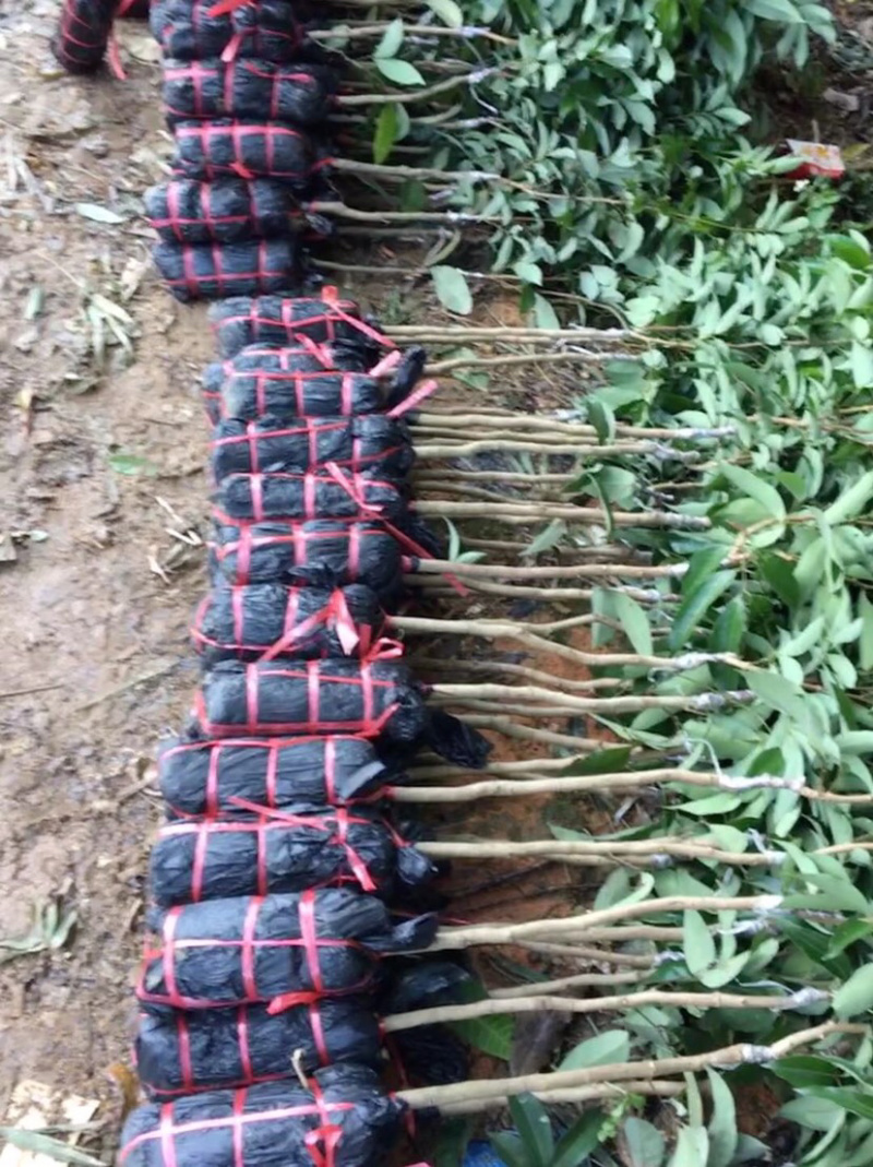 荔枝王苗个头大，肉厚，水分足，甜度高