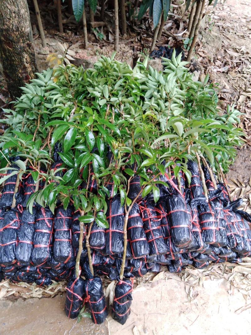 荔枝王苗个头大，肉厚，水分足，甜度高