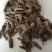 虎掌草，常年批发供应，中药材虎掌草，虎掌根